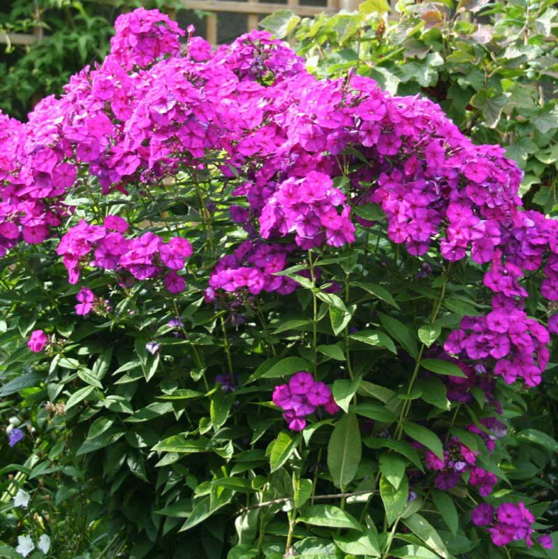 Dense cluster of vibrant purple summer phlox flowers in full bloom, surrounded by lush green leaves in a garden