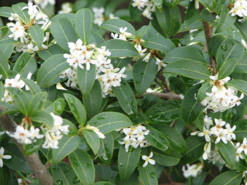 Llose-up of a sweet olive plant, featuring small clusters of white flowers nestled among dark green, glossy leaves