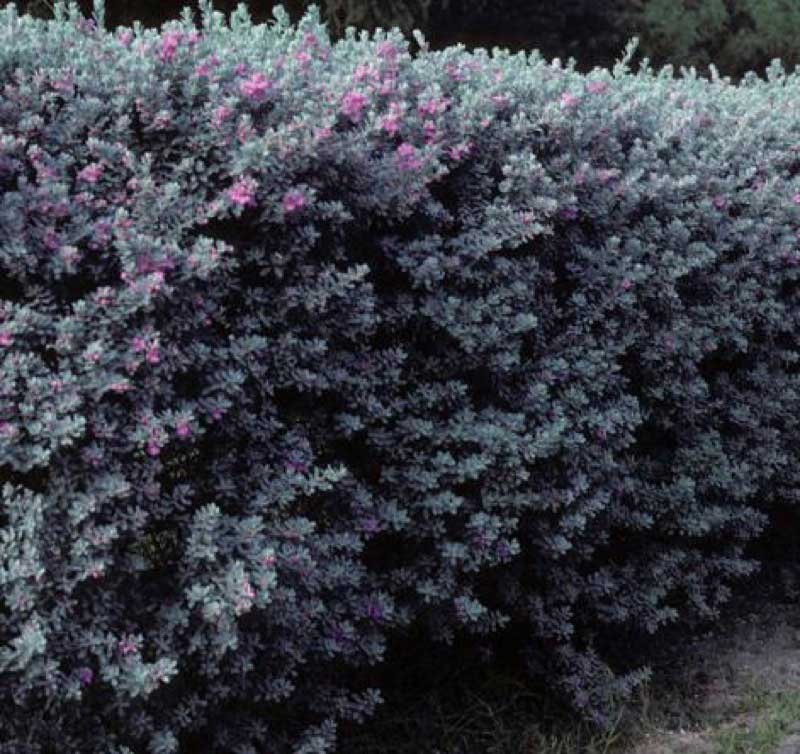 Dense hedge of Texas sage with silvery green foliage and scattered purple flowers, creating a textured, natural barrier