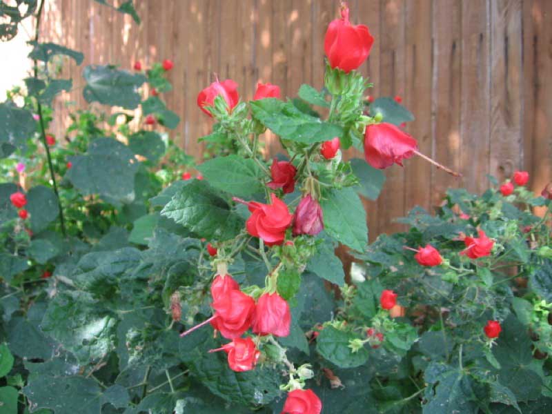 Turks Cap