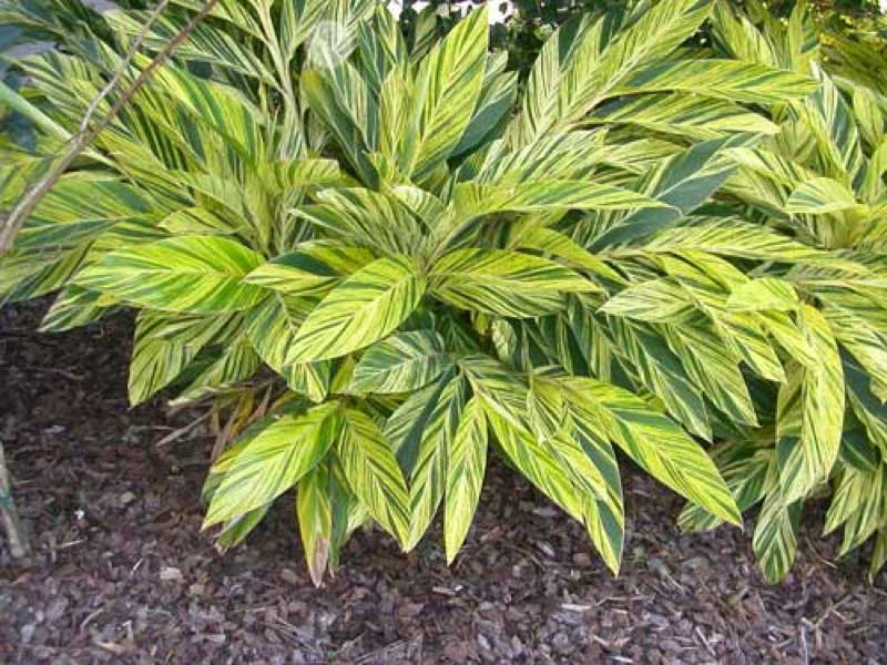 Variegated ginger plant with striking yellow and green striped leaves, growing in a garden bed with mulch underneath