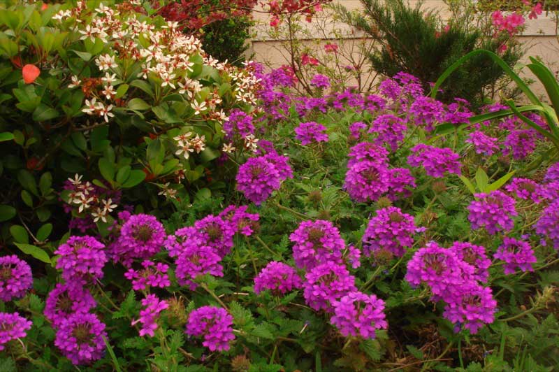 Vibrant purple verbena flowers bloom among lush green foliage and a nearby shrub with white flowers