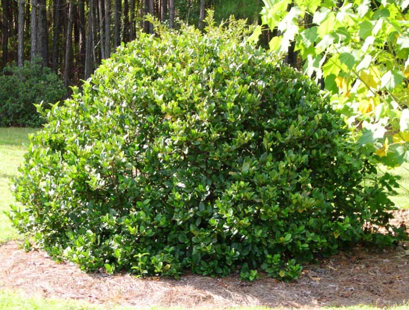 Neatly rounded Viburnum suspensum shrub with glossy green foliage in a mulched, landscaped area