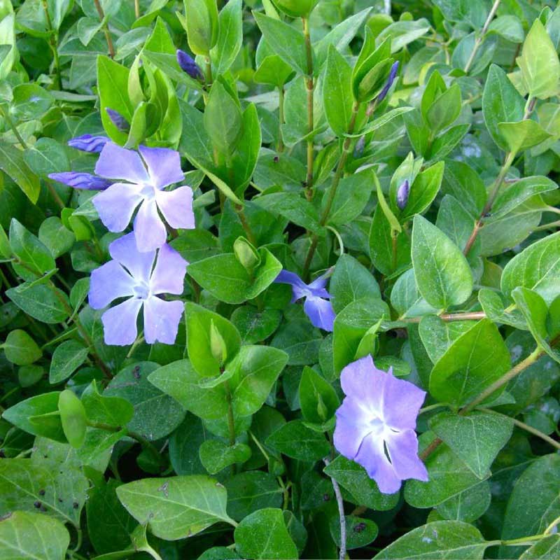 Close-up of Vinca major with delicate purple-blue flowers and lush green foliage, growing densely in a garden bed