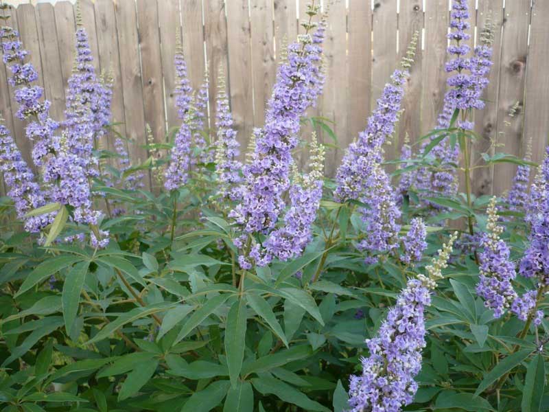 Vitex Chaste Tree