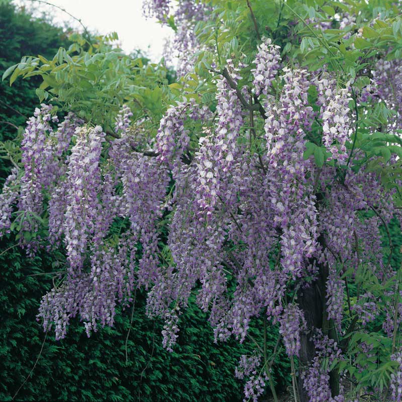 Wisteria vine with cascading pale purple flower clusters hangs gracefully against a lush green backdrop