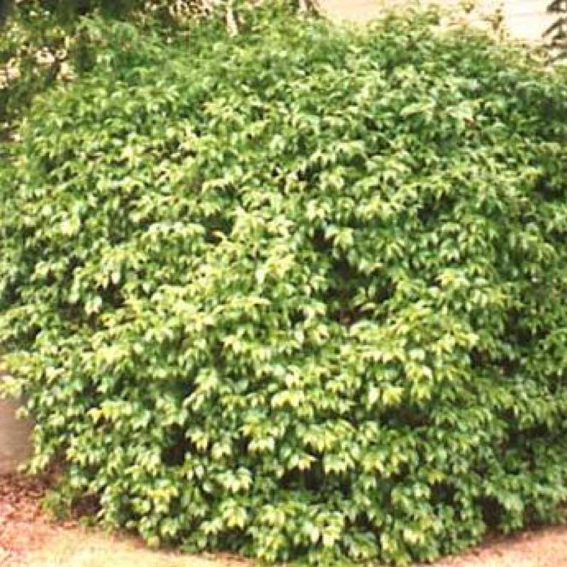 dense Xylosma shrub with lush, bright green foliage, forming a rounded shape, growing in a landscaped area