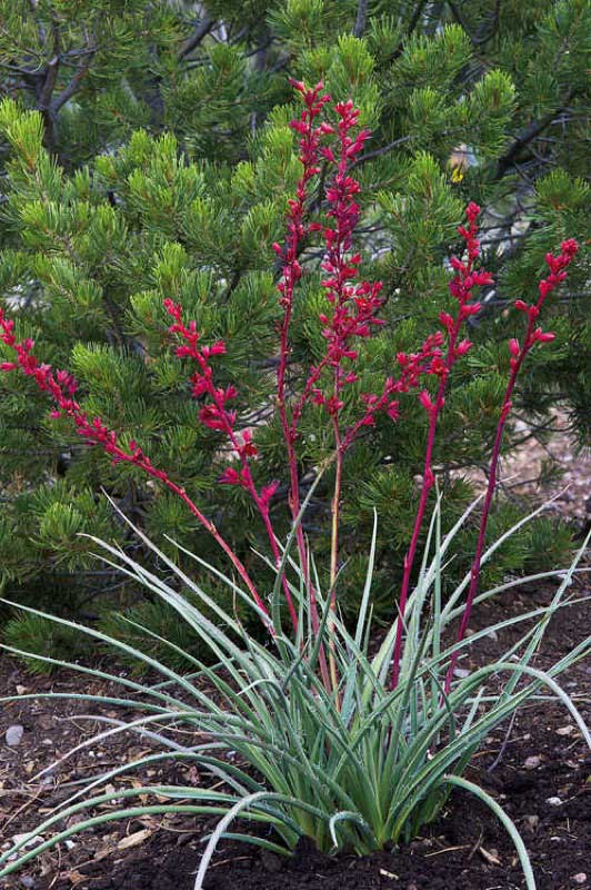 Red yucca plant with spiky green leaves and tall red flower stalks grows in a garden bed of green shrubs