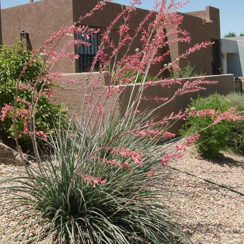 Red yucca with long, arching green leaves and tall pink flower stalks in a gravel desert near an adobe building