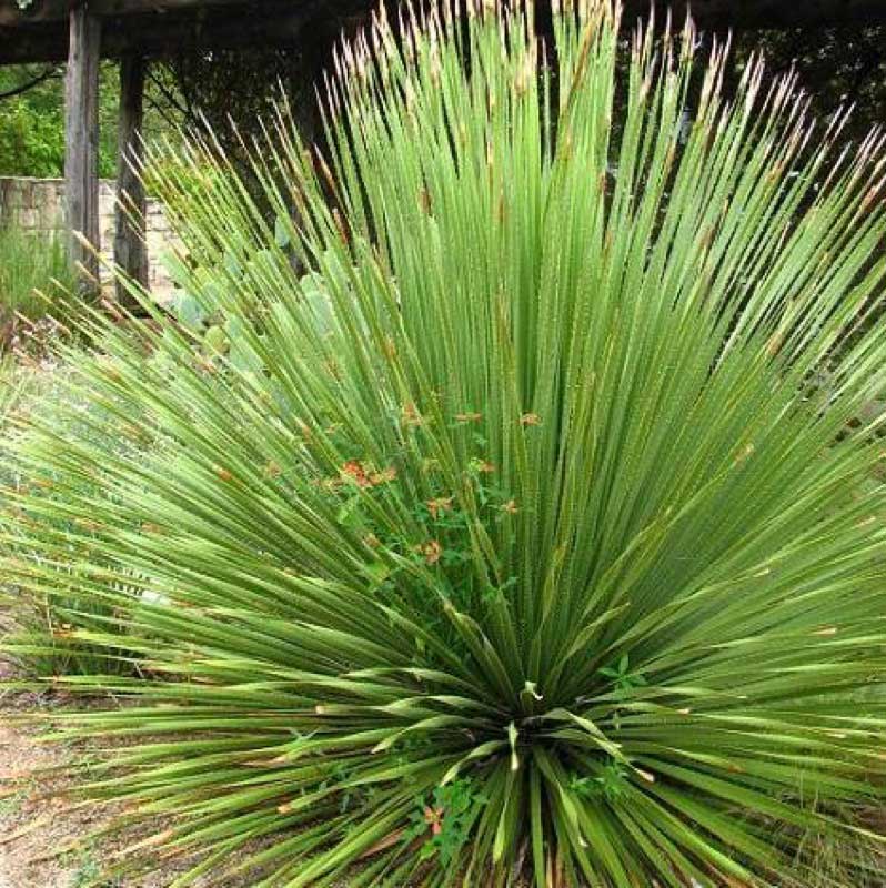 Large sotol plant with long, thin, spiky green leaves radiating outward in a fan shape, growing in a desert garden setting