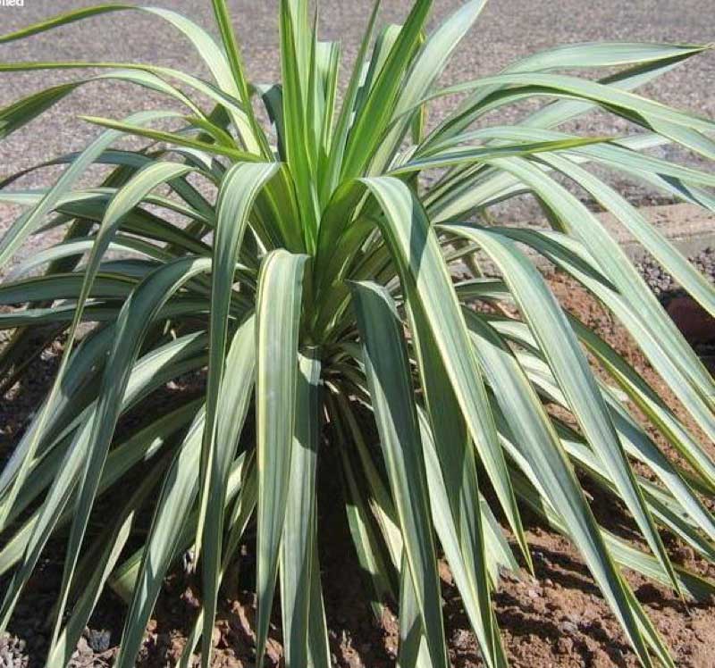 Weeping yucca plant with long, arching green leaves that have yellow variegated edges, growing in a sandy garden bed