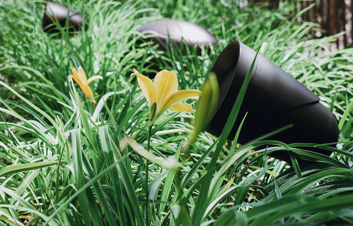 Vibrant black and yellow flower stands out against a lush green grass background