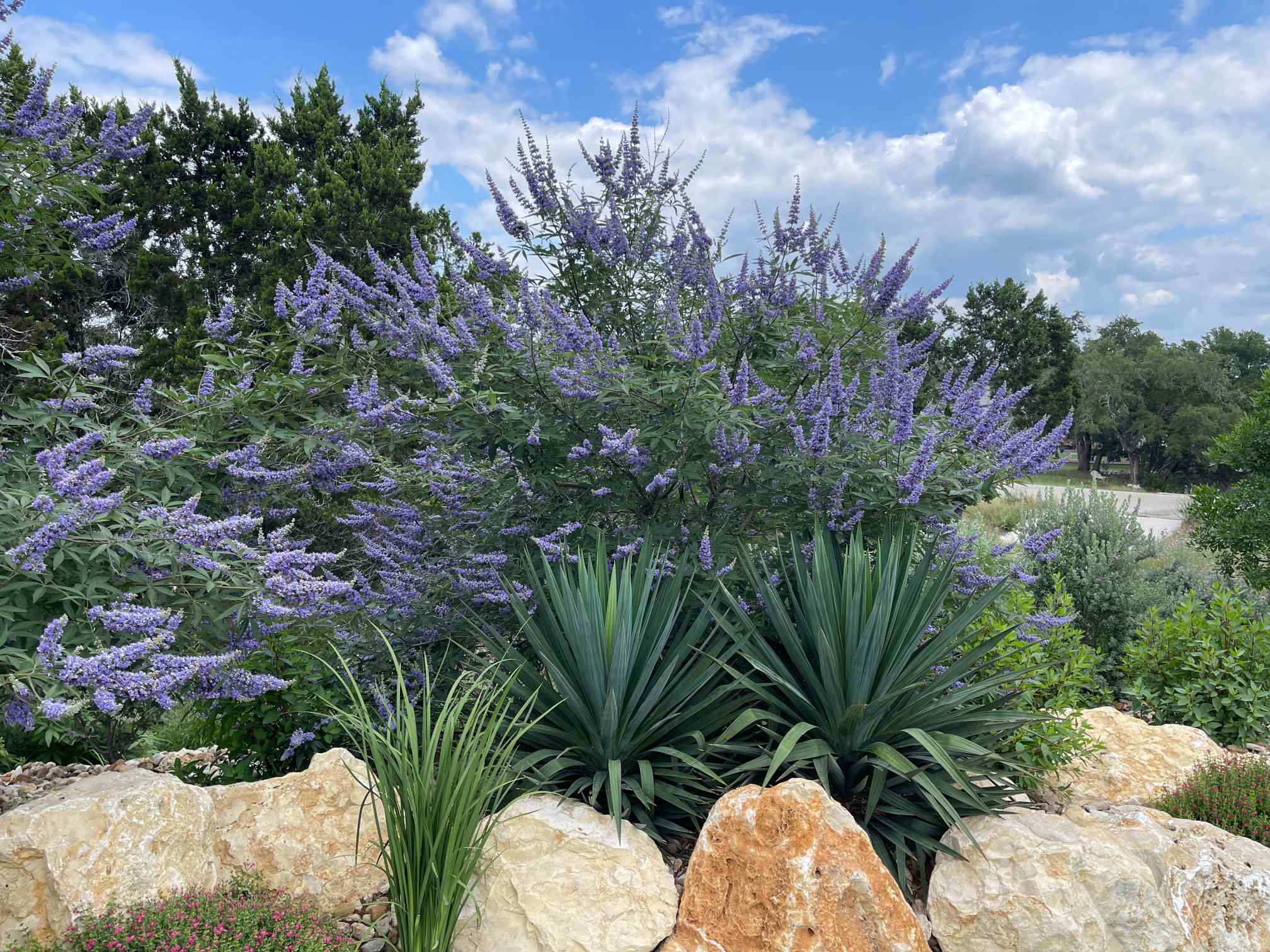 Serene rock garden featuring vibrant purple flowers nestled among smooth stones, showcasing Softscapes beauty