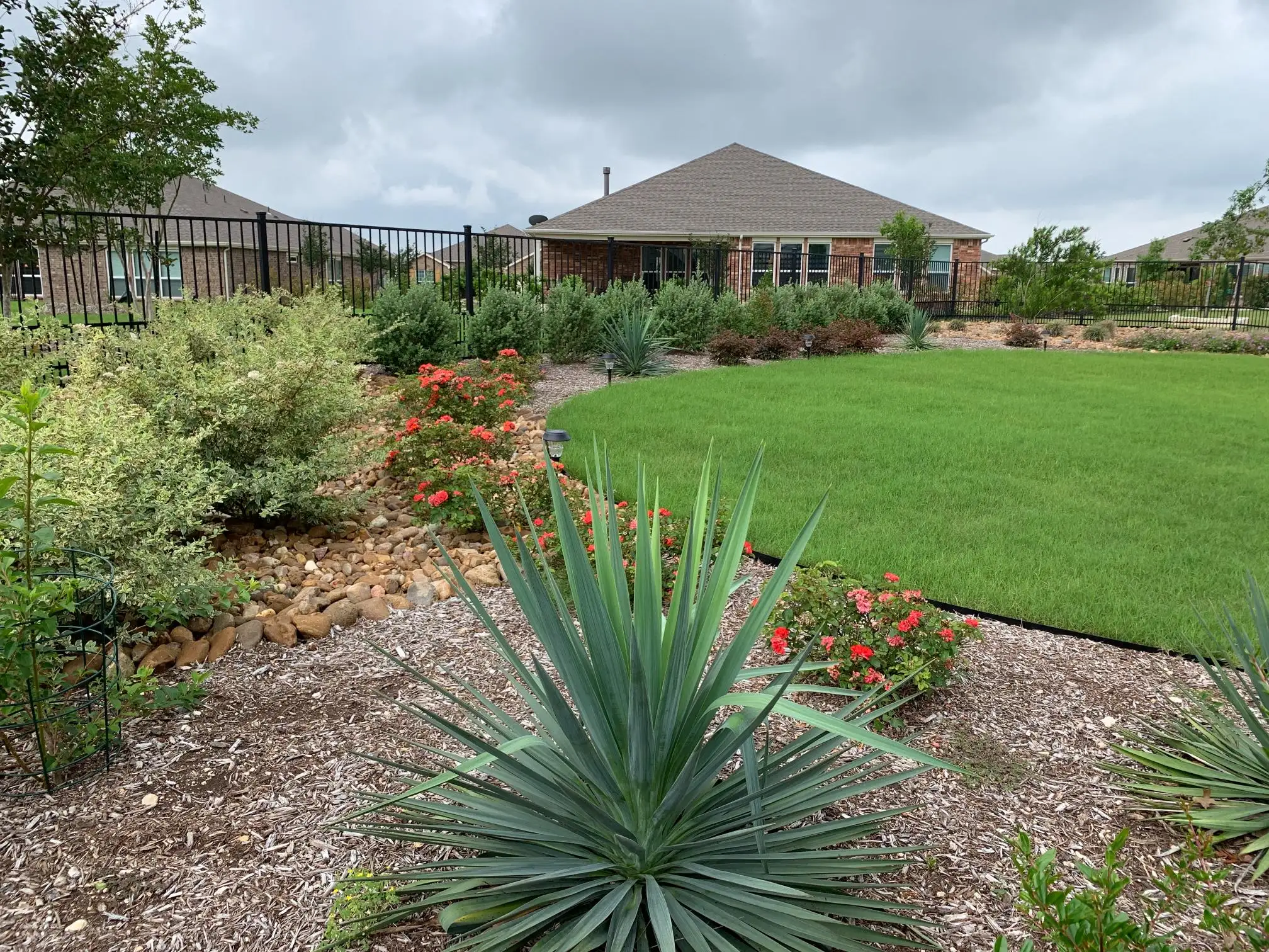 Backyard featuring lush green lawn, vibrant flowers, and desert plants in a well-designed softscape