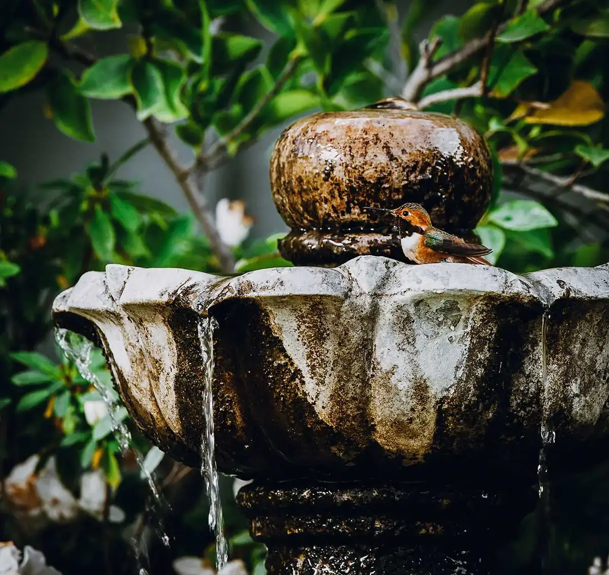 Bird perched on a rustic stone water fountain, showcasing elegant water features amidst lush green foliage