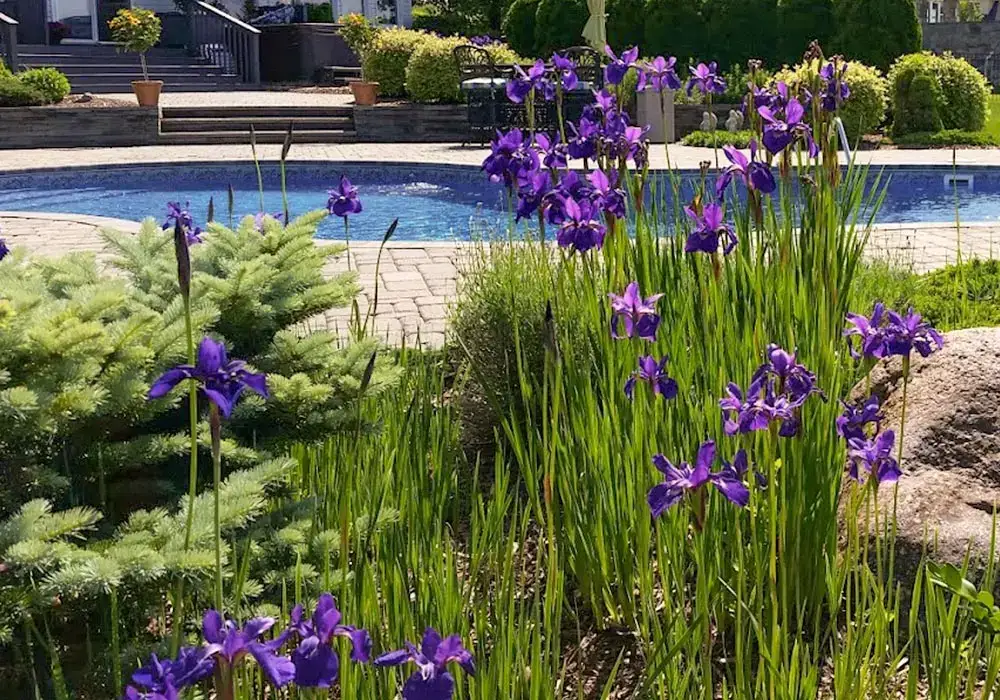 Purple flowers and lush greenery in softscape design near a poolside