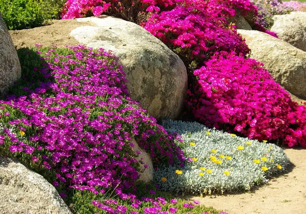 Vibrant flowers cascading over large rocks in a hardscape design