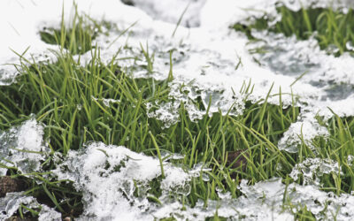 How Often Should You Water Your Lawn In Winter?