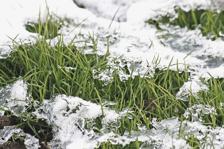 How Often Should You Water Your Lawn In Winter?