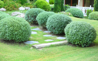 Why Every San Antonio Homeowner Should Invest In Softscaping Their Backyard