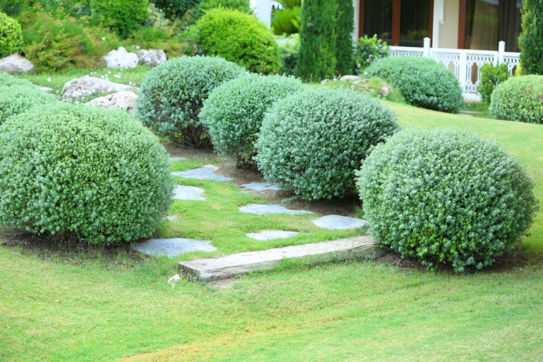 Why Every San Antonio Homeowner Should Invest In Softscaping Their Backyard