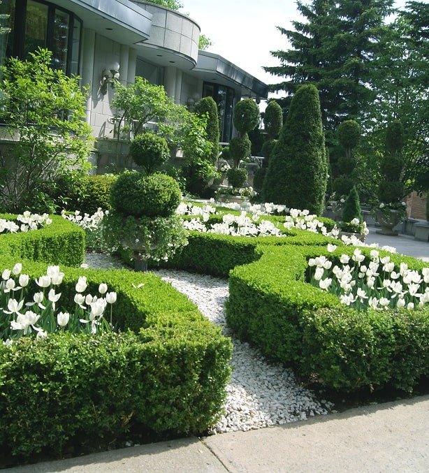 Clipped box hedging and white tulip beds in a formal garden in Cibolo, TX