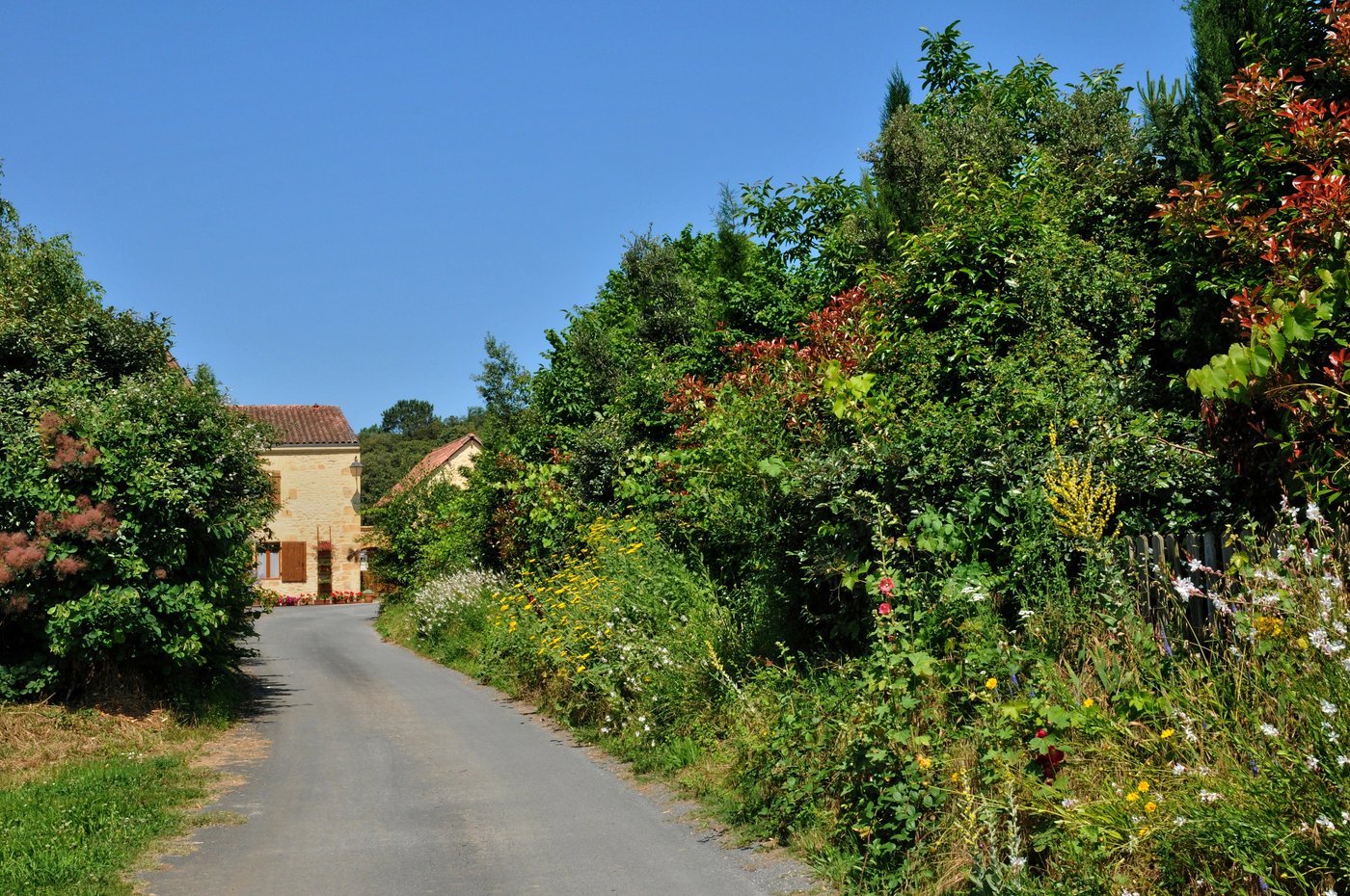 Tree-lined driveway leading to a home in Seguin, TX